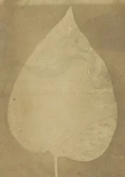 Une seule feuille